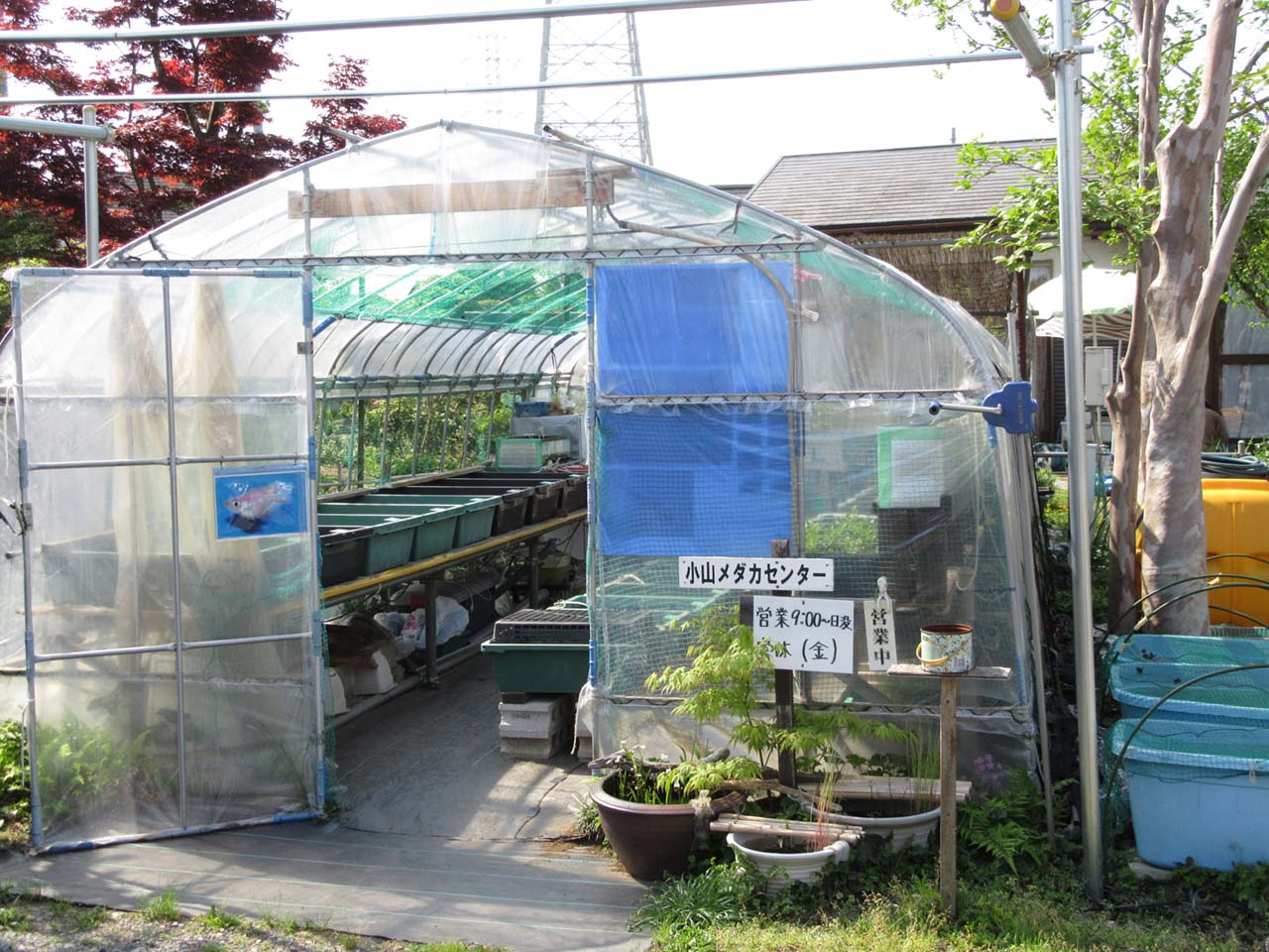 小山メダカセンター オヤマシティ 栃木県小山市ポータルサイト